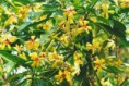 /album/galerie-de-photos-mars/hymenosporum-flavum-jpg/